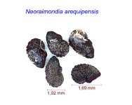 Neoraimondia arequipensis.jpg